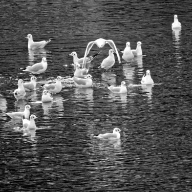 Photographie intitulée "Mouettes rieuses" par Alain Brasseur, Œuvre d'art originale