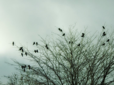 Photographie intitulée "Oiseaux des étangs…" par Alain Brasseur, Œuvre d'art originale