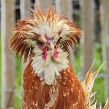 Fotografie mit dem Titel "Je suis un coq Pado…" von Alain Brasseur, Original-Kunstwerk