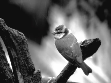 Fotografie mit dem Titel "Mésange." von Alain Brasseur, Original-Kunstwerk