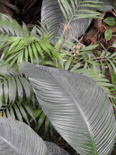 「Plantes tropicales.」というタイトルの写真撮影 Alain Brasseurによって, オリジナルのアートワーク