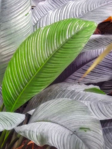 Photographie intitulée "Plantes tropicales.…" par Alain Brasseur, Œuvre d'art originale