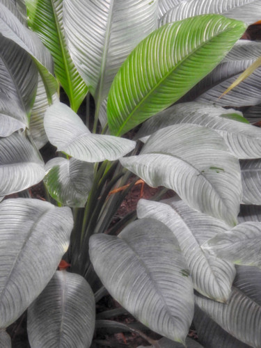 Photographie intitulée "Plantes tropicales.…" par Alain Brasseur, Œuvre d'art originale