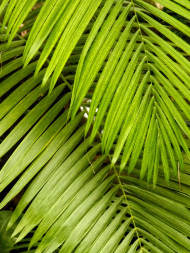 Photographie intitulée "Plantes tropicales.…" par Alain Brasseur, Œuvre d'art originale