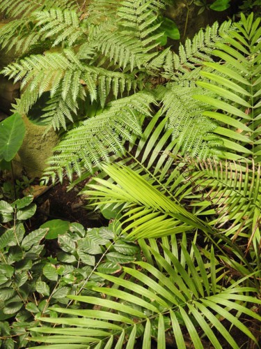 Photographie intitulée "Plantes tropicales.…" par Alain Brasseur, Œuvre d'art originale