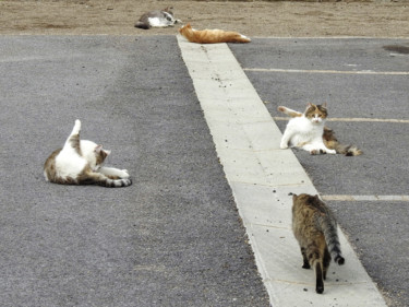 Photographie intitulée "La vie des chats." par Alain Brasseur, Œuvre d'art originale
