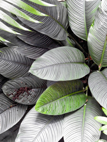 Photography titled "Plantes tropicales.…" by Alain Brasseur, Original Artwork
