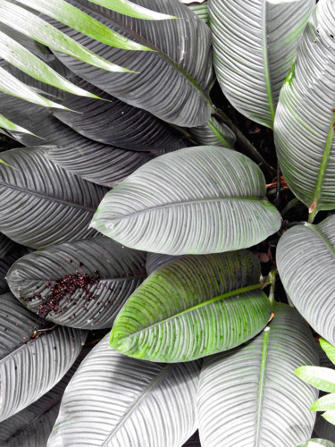 Photographie intitulée "Plantes tropicales.…" par Alain Brasseur, Œuvre d'art originale