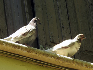 Fotografia intitolato "Pigeons" da Alain Brasseur, Opera d'arte originale