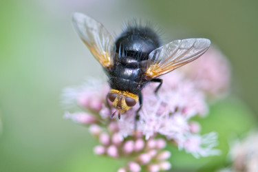 Fotografie mit dem Titel "Mouche dorée." von Alain Brasseur, Original-Kunstwerk