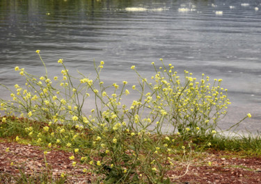 Fotografie mit dem Titel "Lac de Salagou (Her…" von Alain Brasseur, Original-Kunstwerk