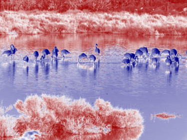 Photography titled "Flamands roses, ble…" by Alain Brasseur, Original Artwork