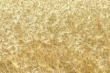 Photographie intitulée "Les blés d'or." par Alain Brasseur, Œuvre d'art originale