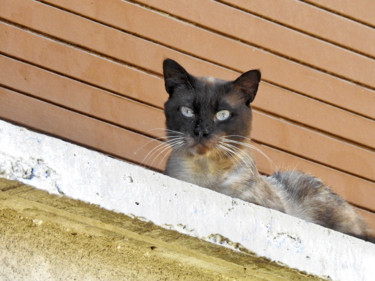 Photographie intitulée "Chat siamois" par Alain Brasseur, Œuvre d'art originale