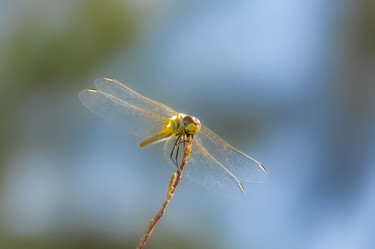 Fotografie mit dem Titel "Libellule." von Alain Brasseur, Original-Kunstwerk