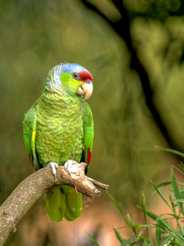 Fotografia intitulada "Perroquet amazone-a…" por Alain Brasseur, Obras de arte originais