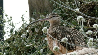 Photographie intitulée "Oiseau Curlew." par Alain Brasseur, Œuvre d'art originale