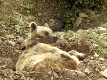 Photographie intitulée "Ours au soleil." par Alain Brasseur, Œuvre d'art originale