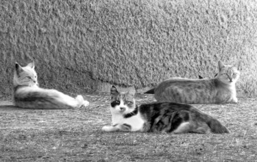 "La vie des chats." başlıklı Fotoğraf Alain Brasseur tarafından, Orijinal sanat