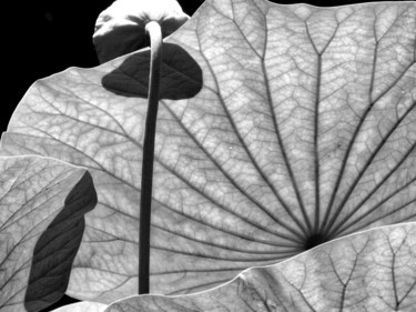 「Lotus」というタイトルの写真撮影 Alain Brasseurによって, オリジナルのアートワーク