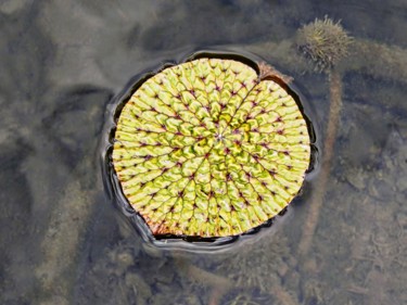Photographie intitulée "Feuille de Lotus." par Alain Brasseur, Œuvre d'art originale