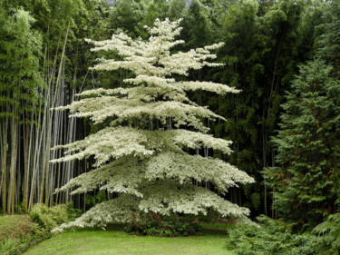 Fotografie getiteld "Un cornus qui vaut…" door Alain Brasseur, Origineel Kunstwerk