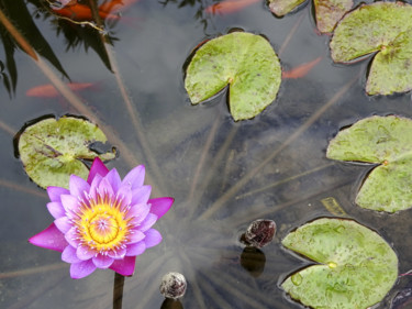 Фотография под названием "Lotus" - Alain Brasseur, Подлинное произведение искусства