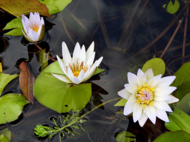 Photographie intitulée "Fleurs de Lotus" par Alain Brasseur, Œuvre d'art originale