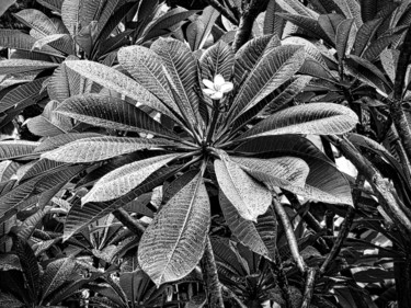 Photographie intitulée "Apocynaceae - Plume…" par Alain Brasseur, Œuvre d'art originale