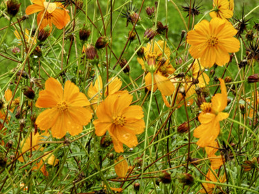 Fotografía titulada "Cosmos" por Alain Brasseur, Obra de arte original