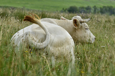 Photographie intitulée "Vache au pré." par Alain Brasseur, Œuvre d'art originale