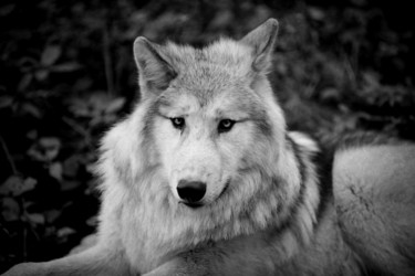Photographie intitulée "Loup blanc du Canad…" par Alain Brasseur, Œuvre d'art originale
