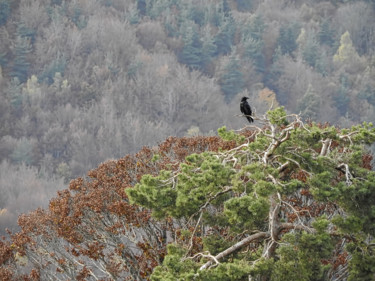 Photography titled "Automne en Gévaudan…" by Alain Brasseur, Original Artwork