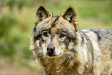 Photography titled "Loup de Mongolie." by Alain Brasseur, Original Artwork