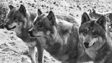 Fotografie mit dem Titel "Loups de Pologne." von Alain Brasseur, Original-Kunstwerk