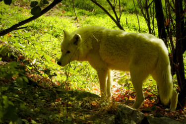 Photographie intitulée "Loup blanc de Sibér…" par Alain Brasseur, Œuvre d'art originale