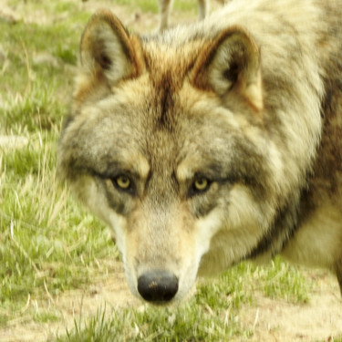 Photographie intitulée "Loup de Pologne. 4" par Alain Brasseur, Œuvre d'art originale