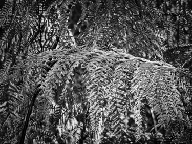 Photographie intitulée "Dentelles de fougèr…" par Alain Brasseur, Œuvre d'art originale