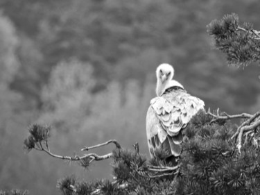 "Vautour fauve" başlıklı Fotoğraf Alain Brasseur tarafından, Orijinal sanat