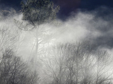 Fotografía titulada "Dans la forêt ensol…" por Alain Brasseur, Obra de arte original