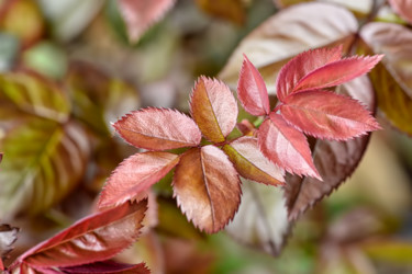 Fotografia intitulada "Nouvelles feuilles…" por Alain Brasseur, Obras de arte originais