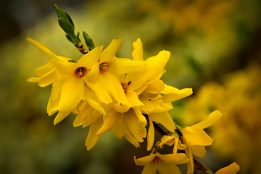 Photography titled "Forsythia" by Alain Brasseur, Original Artwork