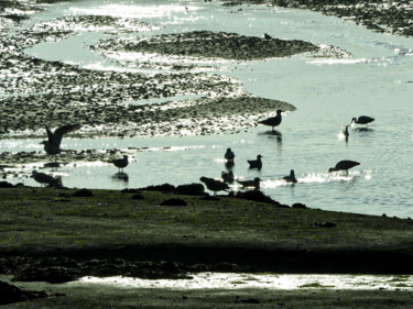 Fotografia intitolato "Oiseaux marins." da Alain Brasseur, Opera d'arte originale