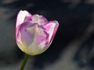 Fotografia intitolato "Tulipe" da Alain Brasseur, Opera d'arte originale