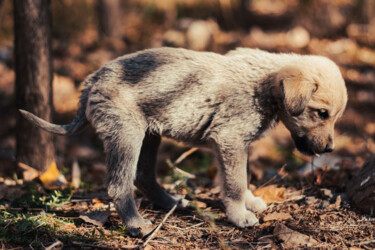 "Yavru köpek" başlıklı Fotoğraf Orhan Güldeste tarafından, Orijinal sanat, Fotoşoplu fotoğrafçılık