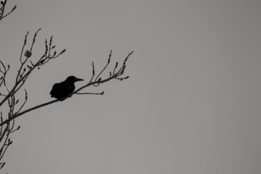 Фотография под названием "bird" - Orhan Güldeste, Подлинное произведение искусства, Манипулированная фотография