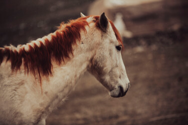 Photography titled "horse" by Orhan Güldeste, Original Artwork, Non Manipulated Photography