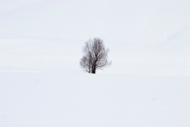 Photography titled "tree69" by Orhan Güldeste, Original Artwork, Non Manipulated Photography