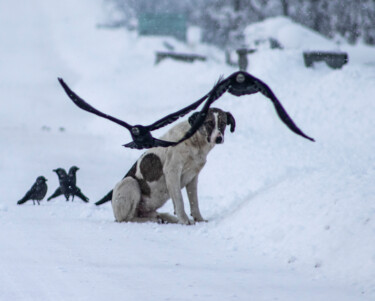 Photography titled "birds and dog" by Orhan Güldeste, Original Artwork, Non Manipulated Photography