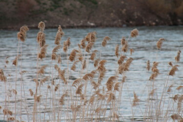 Photography titled "reeds" by Orhan Güldeste, Original Artwork, Non Manipulated Photography